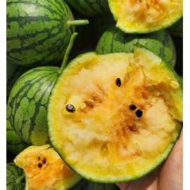 1 Variety Melon Fruit Seeds Packets - 3g Yellow Watermelon Seeds for Your Fruit Garden W/Planting Instructions (Yellow Watermelon)