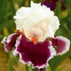 35pcs Rare Heirloom Iris Seeds - Beautiful and Colorful Blooms