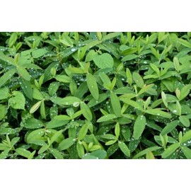 Creeping St Johns Wort/Aaron's Beard/Hypericum Calyinum in 4 Inch Pots (2)