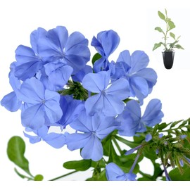 Plumbago Imperial Blue Plants | 10 Live Seedlings | Plumbago Auriculata | Perfect for Bright Garden Displays | Hardy & Low Maintenance