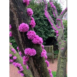 Judas Tree Seeds for Planting - 20 Seeds - Flowering Tree Prized for Yard, Garden or as Bonsai