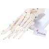 PicoLab Foot Skeleton Model, Foot Bone Model, Foot and Left