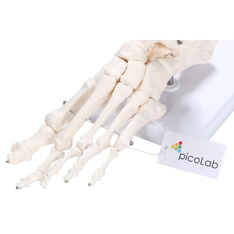 PicoLab Foot Skeleton Model, Foot Bone Model, Foot and Left