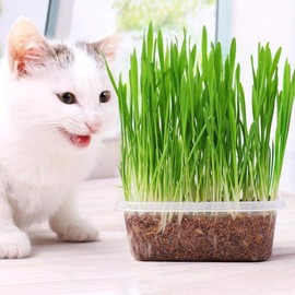 Seeds Cat Grass Complex of Vitamin Pet Greens Non GMO Heirloom 600 Seeds