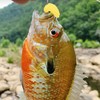 50 Pcs Lifelike Scented Soft Maggots Fishing Lures – 1