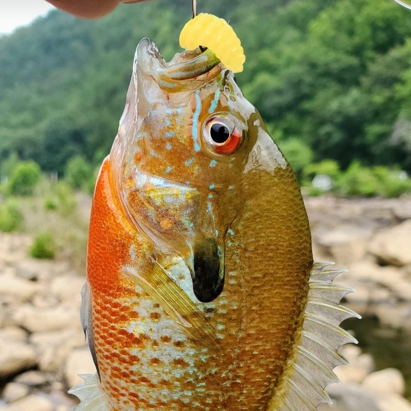 50 Pcs Lifelike Scented Soft Maggots Fishing Lures – 1