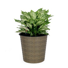 TREATLIFE HOME Elegant Self-Watering Wicker Planter for Indoor/Outdoor Use, 10.2" Round Design, Natural Finish