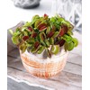 Doter Carnivorous Plant Soil Mix for Repotting 4 QT, All
