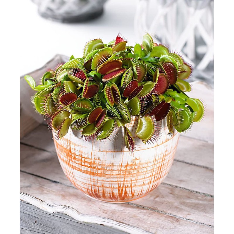 Doter Carnivorous Plant Soil Mix for Repotting 4 QT, All
