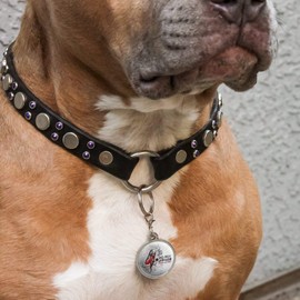 GRAPHICS & MORE Harley Quinn Already Disturbed Chrome Plated Metal Pet Dog Cat ID Tag