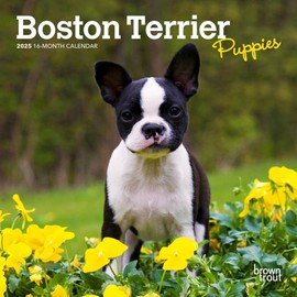 BrownTrout, Boston Terrier Puppies 2025 Mini Wall Calendar