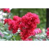 1 Dynamite Crepe Myrtle Trees - DEEP RED Blooms -