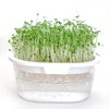 Greenfield Project Sprout Cultivation White Home Vegetable