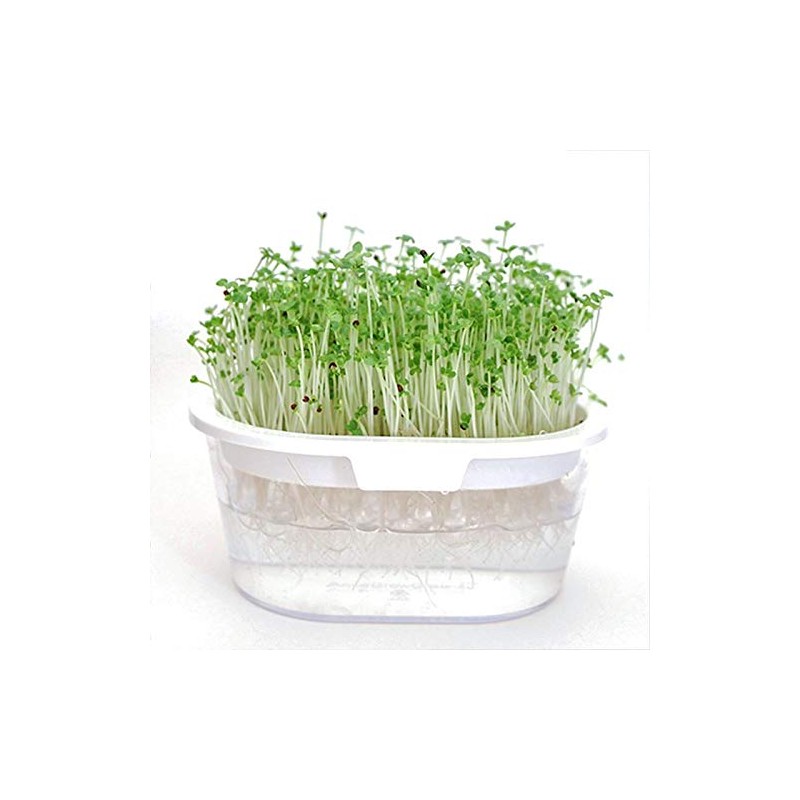 Greenfield Project Sprout Cultivation White Home Vegetable