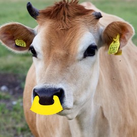 Operitacx Pack of 10 Calf Weaners Cow Accessories Traction Ring for Cattle Keeping Accessories Weaning Tool Livestock Supply Livestock Weaners Livestock Weaners Sucking Yellow