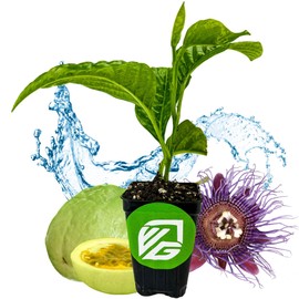 Granadilla Passion Fruit Vine Live Starter Plant - Passiflora quadrangularis by Wellspring Gardens - Climbing Vine with Aromatic Fruit & Stunning Flowers - Ideal for Outdoor & Garden Landscaping