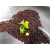Mai's Family 500+ Mustard Green seeds, GAI CHOI, Cải Bẹ