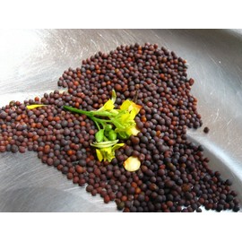 Mai's Family 500+ Mustard Green seeds, GAI CHOI, Cải Bẹ Xanh