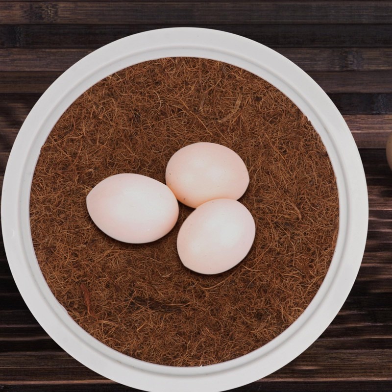 DOITOOL 2 Set Pigeon Egg Nest Pigeon Bird Egg Coconut