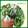 Takagi Midorien Stainless Steel Pruning Shears 7.9 inches (200 mm)