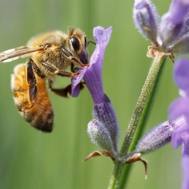 500 Purple Hosta Seeds Perennial Attractive Fragrant Hosta Plantaginea Bonsai Seed for Garden Yard Decoration, Attract Pollinators