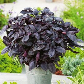 Seeds4planting - Seeds Ruffle Purple Basil Indoor Herb Non GMO Heirloom for Planting