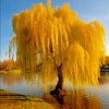 Santiam Nursery Golden weeping willow plant , perfect for bonsai