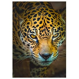 Jaguar Fine Art Birthday Greeting Card. (Inside Reads: Happy Birthday!)