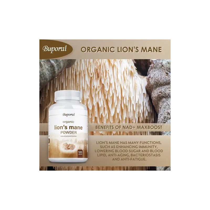 Hongo Melena De León Orgánico Buporai Organic Lions Mane Mushroom