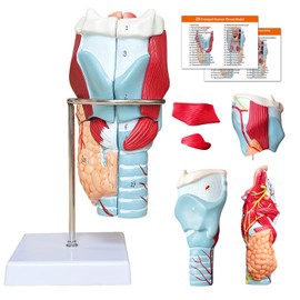 Human Larynx Anatomy 3D Model, 2 x Throat Model, Dismountable, 5 Pieces with Anatomical Markings & PVC Base for Medical Physiology Study Teaching (Larynx Model)