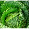 250 Savoy Perfection Cabbage Seeds | Non-GMO | Heirloom |