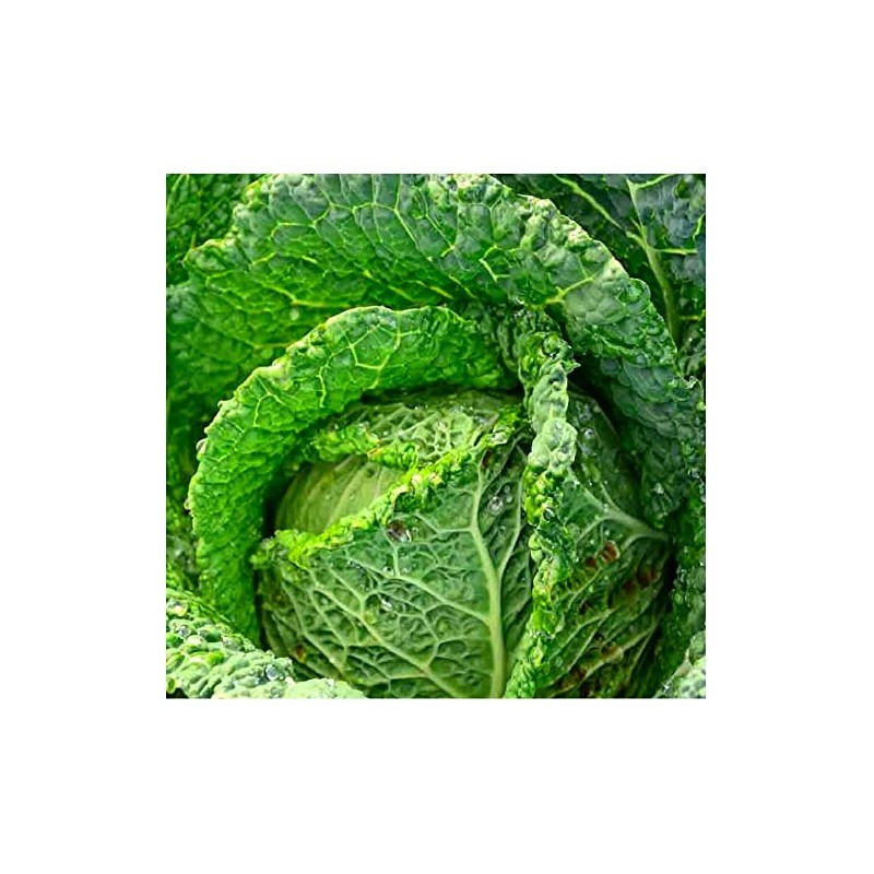 250 Savoy Perfection Cabbage Seeds | Non-GMO | Heirloom |