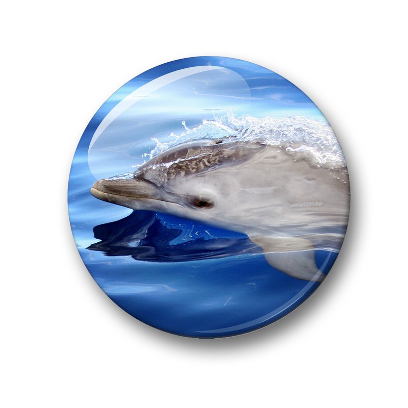 Merchandise for Fans 01 Fridge Magnets with Dolphin Sea Creatures
