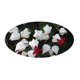 White Bleeding Heart Vine Plant Clerodendrum thomsoniae Unique Flower with Unusual Red Heart-Shaped Center Starter Size 4 Inch Pot Emerald R