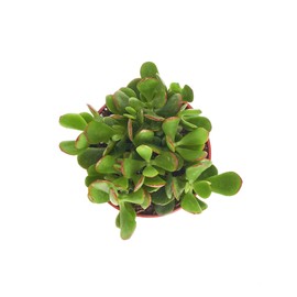 Shop Succulents | Crassula Ovata 'Jade Plant', Hand Selected for Health, Size & Readiness, 4" Pot