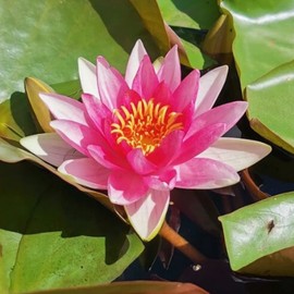 Mainam Mix Colorful Hardy Water Lily Tuber Live Aquarium Plant for Freshwater Fish Pond Balcony Buy 2 GET Fertilizer Free (Pink Nymphaea Marliacea Flammea)
