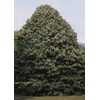 Tilia tomentosa: Silver Linden Seeds
