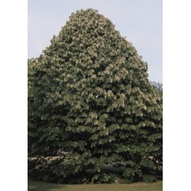 Tilia tomentosa: Silver Linden Seeds