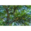 Moringa Oleifera Seeds (Semillas de Moringa) / Weights: 1 oz,