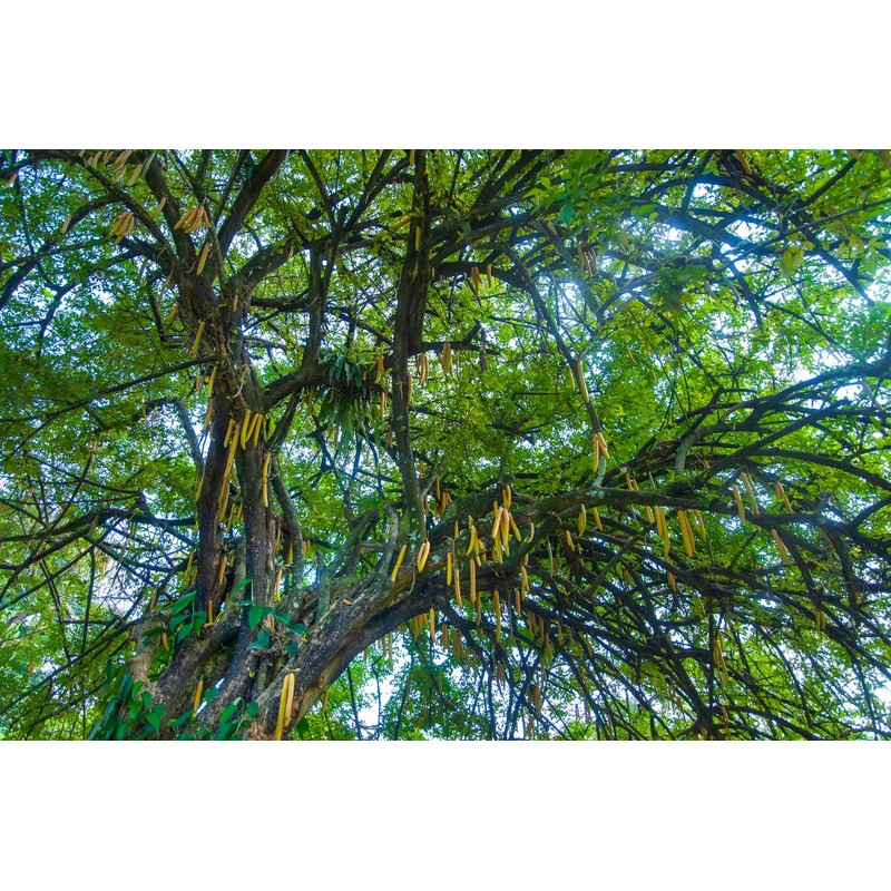 Moringa Oleifera Seeds (Semillas de Moringa) / Weights: 1 oz,