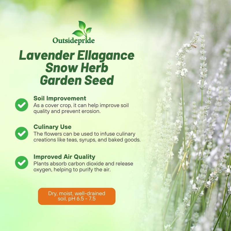 Outsidepride Ellagance Snow Lavender Seeds - 50 Pcs Perennial, Drought-Tolerant