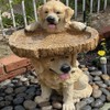 NOENNULL 7 Bird Bath for Outside, Two Playful Golden Retriever