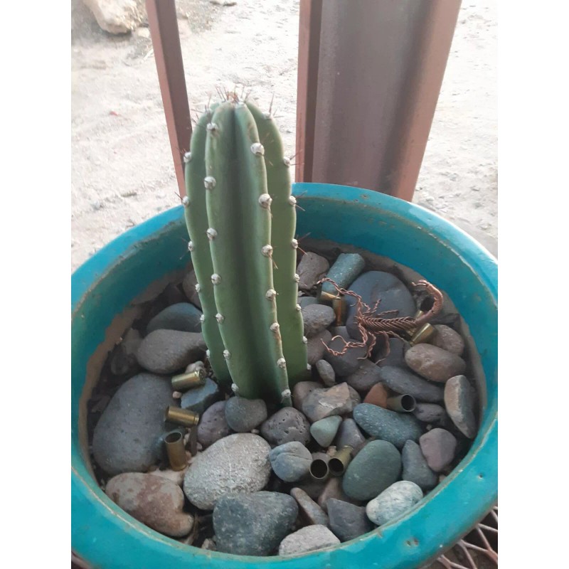 Wire Wrapped Copper Scorpion Cactus Garden Home Decorations 3D Sculpture