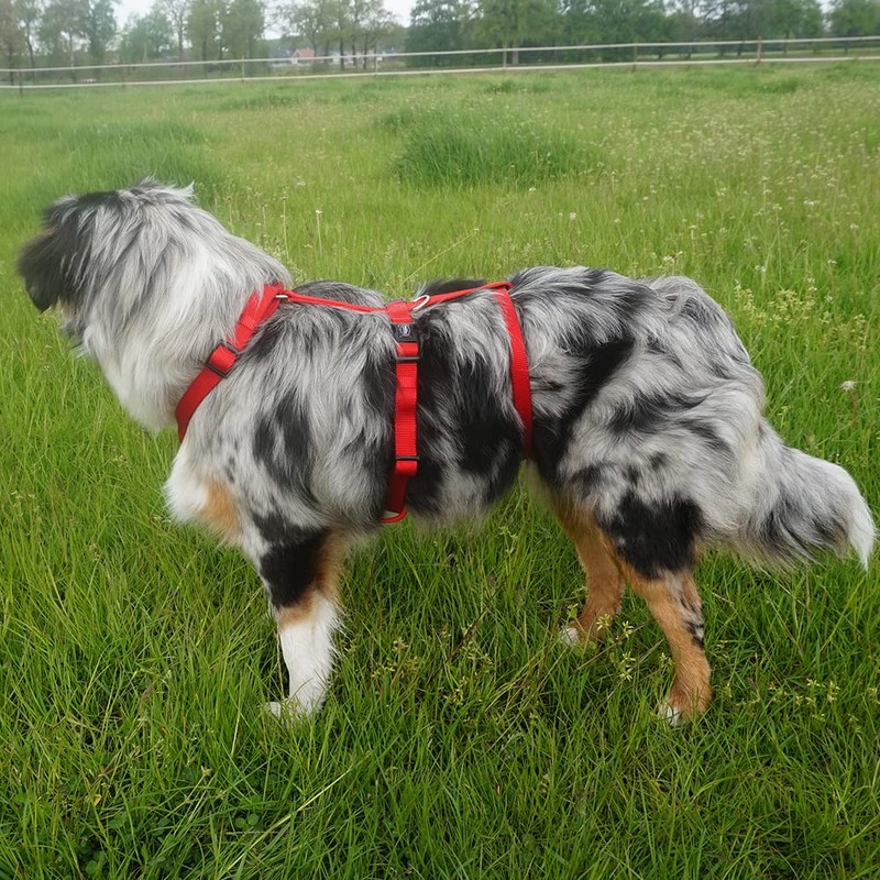 Nobby Comfort Harness Mailo Raspberry, S: Chest: 23-35 cm, Belly: