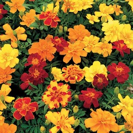 Park Seed Safari Mix Marigold Seeds – Pack of 500 of Award-Winning Double Blooms in Yellow, Orange, Red & Bicolor, Compact 10–12 Inch Plants for Containers, Bedding, or Borders – Easy to Grow