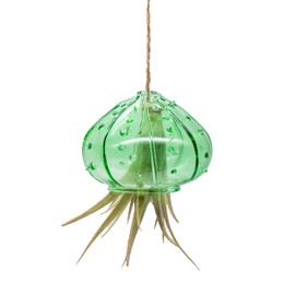 Hanging Glass Sea Urchin Jellyfish with Live Air Plant (Green)