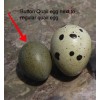 10 infertile small Button quail eggs for feeding egg eating
