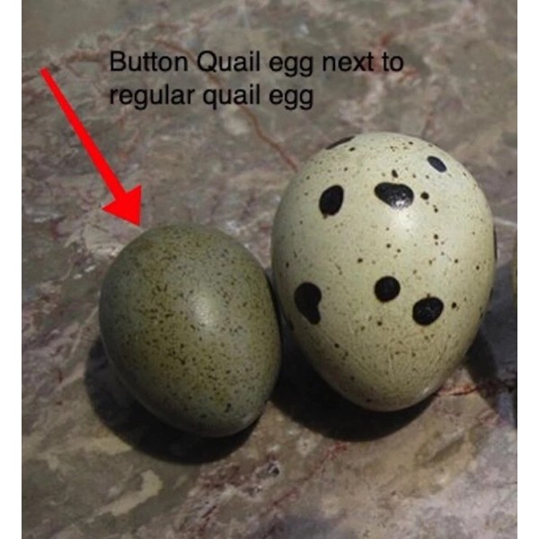 10 infertile small Button quail eggs for feeding egg eating