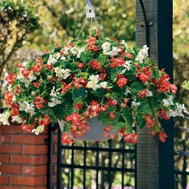 Park Seed Hula Red & White Mix Begonia Seeds - Pack of 10 Seeds, Vibrant Red and White Blooms, Trailing Habit, Perfect for Hanging Baskets and Containers, Early Flowering