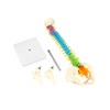 QWORK® Flexible Human Spine Model with Spinal Nerves, Pelvis and